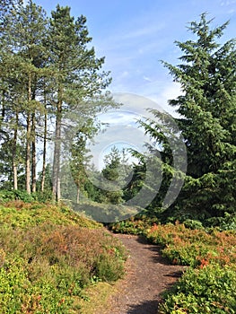 Quiet morning on Cofton Hill among the bilberries