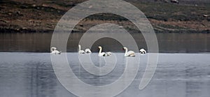 quiet mute swans at rest, Cygnus olor