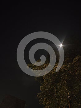 a quiet night under the tree accompanied by moonlight
