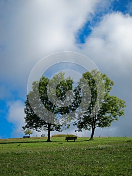 Quiet Park Bench Under Two Trees