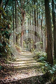 Quiet passage in eucalyptus forest. Dandenong Ranges, Melbourne, Australia.