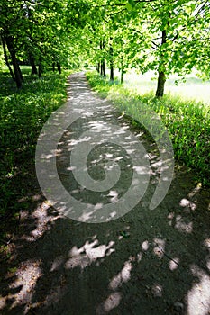 Quiet path in a dark forest in the spring