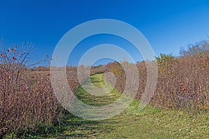 Quiet Path Through the Fall Prairie