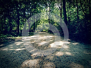 Quiet path through a forest park in Berlin