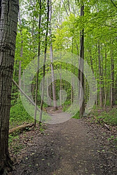 Quiet Path in the Spring Forest