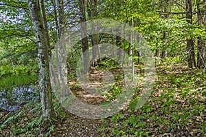 Quiet Path Through the Woods