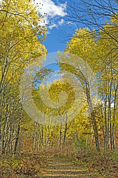 Quiet Path in the Yellow Trees of Fall