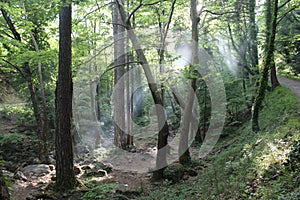 A quiet peaceful day in the forest