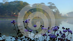 Quiet, peaceful scenery of Than Tho lake, Da Lat