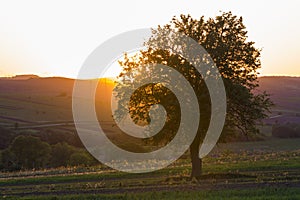 Quiet and peaceful view of beautiful big green tree at sunset gr