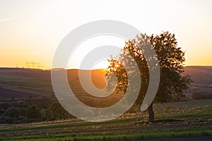 Quiet and peaceful view of beautiful big green tree at sunset gr