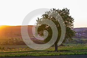 Quiet and peaceful view of beautiful big green tree at sunset gr