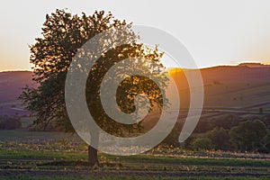 Quiet and peaceful view of beautiful big green tree at sunset gr