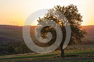 Quiet and peaceful view of beautiful big green tree at sunset gr