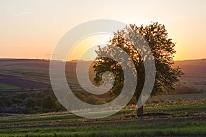 Quiet and peaceful view of beautiful big green tree at sunset gr