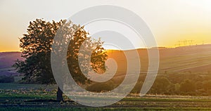 Quiet and peaceful view of beautiful big green tree at sunset growing alone in spring field on distant hills bathed in orange