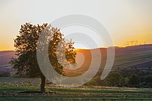 Quiet and peaceful view of beautiful big green tree at sunset growing alone in spring field on distant hills bathed in orange even