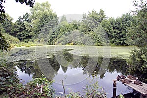 Quiet pond in the forest