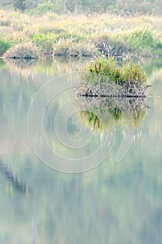 The quiet pond, scenic landscape of tropical pond on winter evening, gently reflecting of plants on freshwater. Phukhieo, Thailand photo