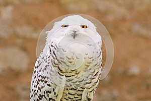 Quiet predator wild bird snowy white owl