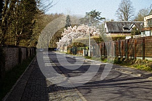 Quiet Residential Street near Tervuren Park in Belgium with Cherry Blossom Tree