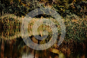 Quiet river creek with yellowing reeds along the banks in early autumn against the background of the forest