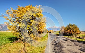 Quiet road, autumn coloured trees on both side, mount Krivan Slovak symbol in distance