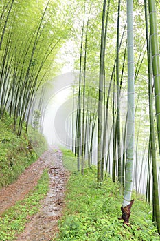 Quiet road in the bamboo forest