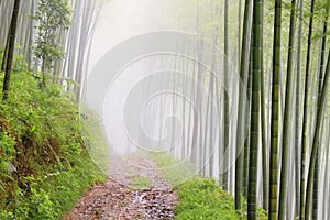 Quiet road road in the bamboo forest