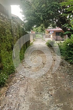 Quiet rural pathway surrounded by lush greenery