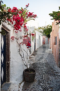 Quiet street in Oia, Santorini. Bougainvillea flowers next to a blue door.