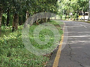 A quiet street surrounded by lots of trees