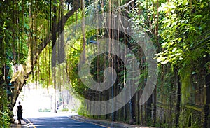 a quiet street in Ubud Bali one afternoon