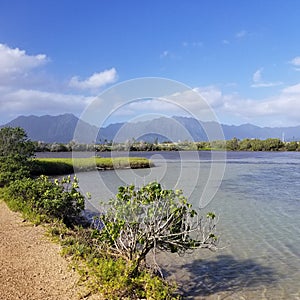 A Quiet Trail at Bird & Fish Santuary Hawaii