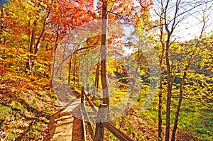 Quiet Trail through Fall Forest Colors