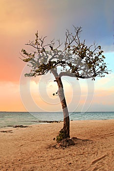 Quiet Tropical Tree in Paradise