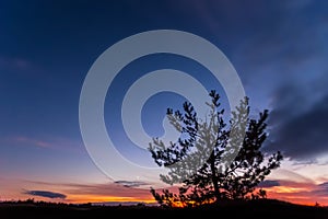 Pine tree silhouette on a varicoloured dusk sky background