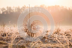 Quiet wasteland landscape. Dry grass and bushes in hoarfrost and bright sun rising