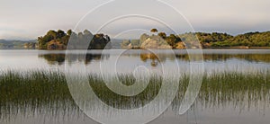 Quiet waters of AluminÃÂ© lake and reeds with little islands and a pehuen tree in Villa Pehuenia, Argentina photo