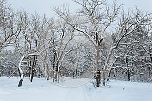 Quiet winter forest in a snow