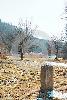 Bare trees in winter with a stone marker in the foreground