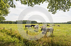 Quietly grazing cows in a Dutch meadow