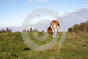 Quietly grazing red pied cow, seen from behind, in a pasture and at the horizon a cloudy blue sky.