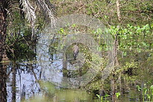 Quietly sat pond heron and turns it's head to look at me if i was a threat. Beautiful calm place and the bird is all alone