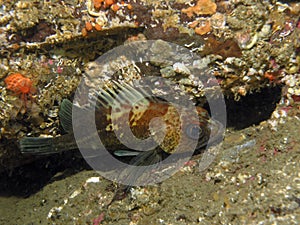 Quillback Rockfish (Sebastes maliger) photo