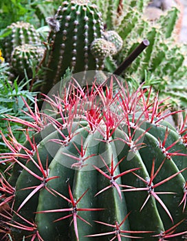 Brky pichlavý kaktus trny z nebezpečný sukulentní rostlina 