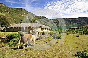 Quilotoa crater lakeand alpacas  in the andes mountains of Ecuador