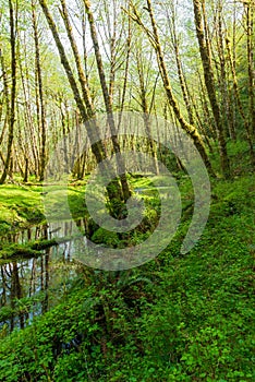 The Quinault River Meanders through the Olympic Nation Forest, Washington, USA