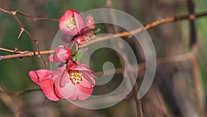 Quince beautiful Chaenomeles speciosa in Ephesus, Turkey