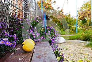 Quince on the bench